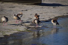 Alopochen aegyptiaca