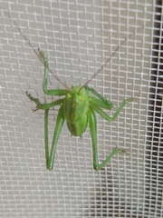 Tettigonia viridissima