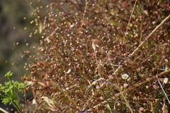 Erigeron karvinskianus