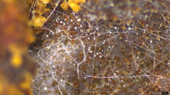 Sphaerostilbella