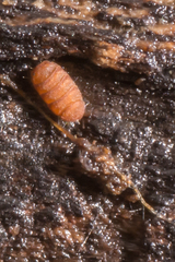 Eurypauropus