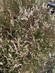 Calluna