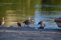 Alopochen aegyptiaca