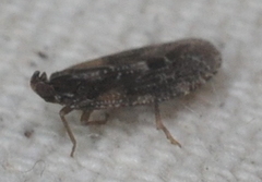 Achilidae