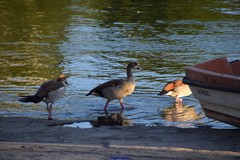 Alopochen aegyptiaca