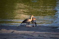 Alopochen aegyptiaca