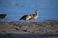 Alopochen aegyptiaca