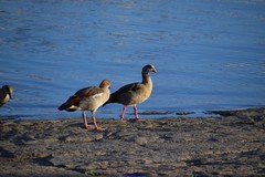 Alopochen aegyptiaca