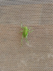 Tettigonia viridissima