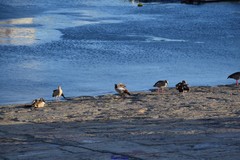 Alopochen aegyptiaca