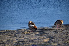 Alopochen aegyptiaca