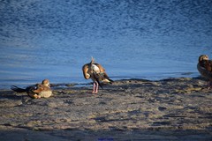 Alopochen aegyptiaca