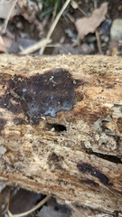 Sphaerostilbella
