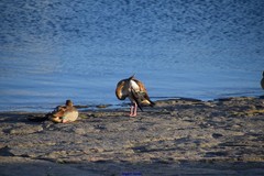 Alopochen aegyptiaca