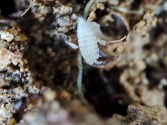 Platyarthrus codinai