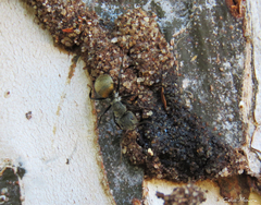 Camponotus arboreus