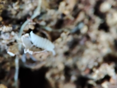 Platyarthrus codinai