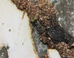 Camponotus arboreus