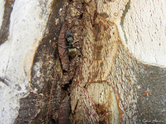 Camponotus arboreus
