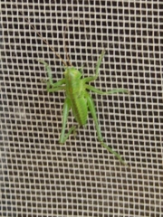 Tettigonia viridissima