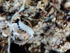 Platyarthrus codinai