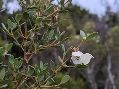 Eucryphia milliganii
