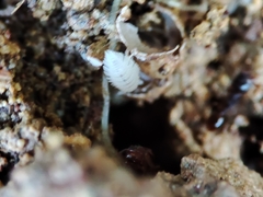 Platyarthrus codinai