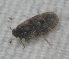 Achilidae