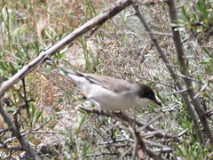 Curruca crassirostris