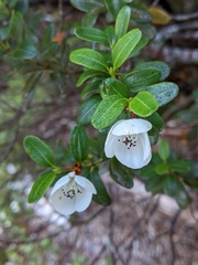 Eucryphia milliganii