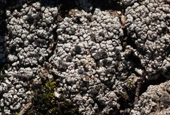 Trapeliopsis glaucopholis