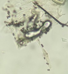 Fungi