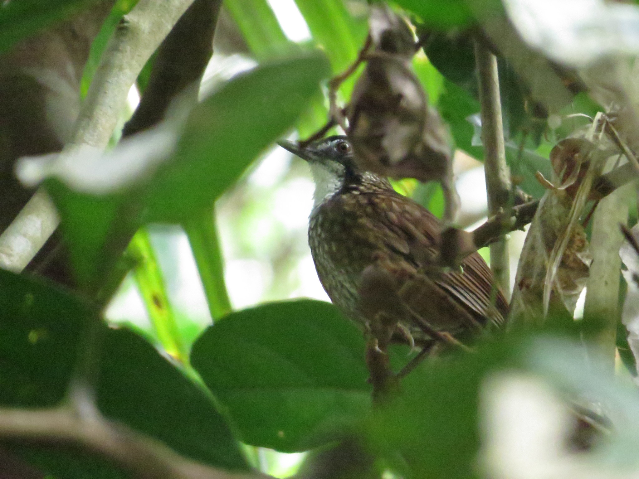 Large Wren-Babbler illustration