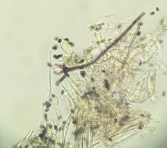 Fungi