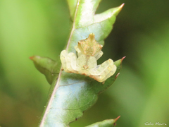 Epicadus trituberculatus