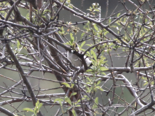 Sombre Tit (Poecile lugubris), photo 10