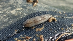 Arion circumscriptus