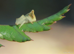 Epicadus trituberculatus