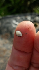 Arion circumscriptus