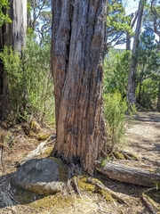 Leptospermum nitidum