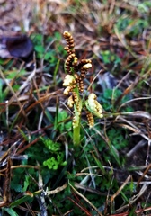 Sceptridium lunarioides