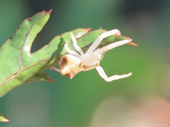 Epicadus trituberculatus
