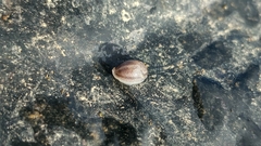 Arion circumscriptus