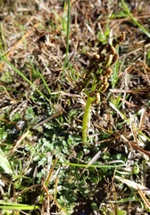 Sceptridium lunarioides