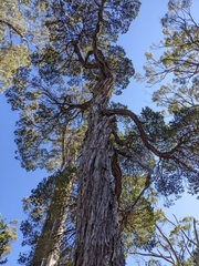 Leptospermum nitidum