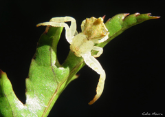 Epicadus trituberculatus