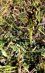 Sceptridium lunarioides