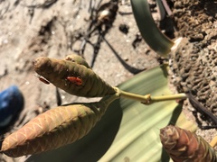 Probergrothius angolensis