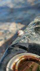 Arion circumscriptus