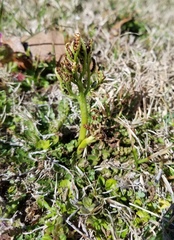 Sceptridium lunarioides